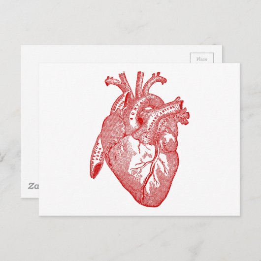 Rood Antiek anatomisch hart Briefkaart (Voorkant / Achterkant)