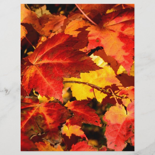 Rood blad geel blad gouden herfst bladeren (Voorkant)