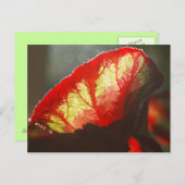 Rood blad voor het boren briefkaart (Voorkant / Achterkant)