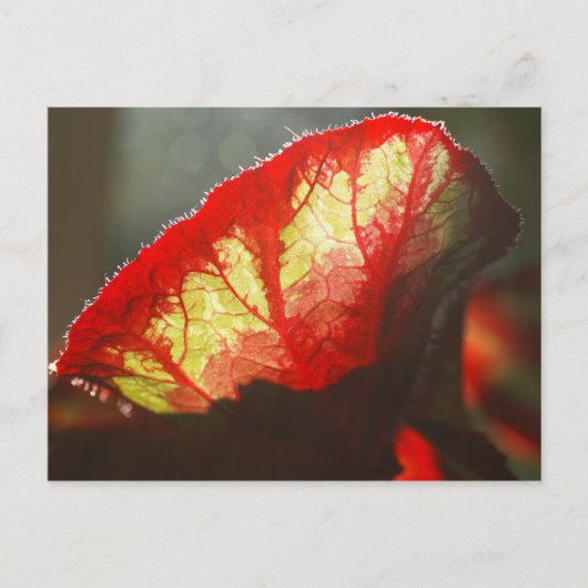 Rood blad voor het boren briefkaart (Voorkant)