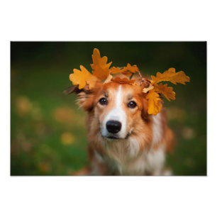 Rood Border collie met een Slinger van de Bladeren Foto Afdruk