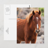 Rood Briefkaart (Voorkant / Achterkant)