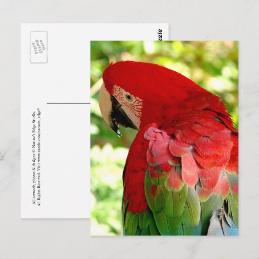 Rood Briefkaart 2 van de Papegaai van de Ara (Voorkant / Achterkant)