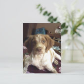 Rood-Brittany Spaniel puppy briefkaart épagneul (Staand voorkant)