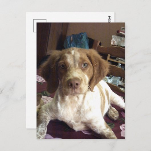 Rood-Brittany Spaniel puppy briefkaart épagneul (Voorkant / Achterkant)