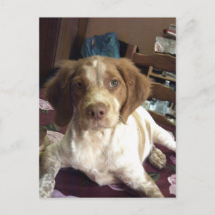 Rood-Brittany Spaniel puppy briefkaart épagneul
