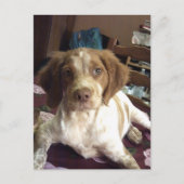 Rood-Brittany Spaniel puppy briefkaart épagneul (Voorkant)