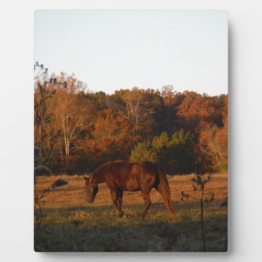 Rood bruin paard, herfst bossen. fotoplaat (Voorkant)