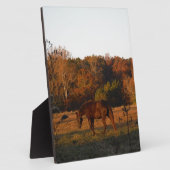 Rood bruin paard, herfst bossen. fotoplaat (Zijkant)