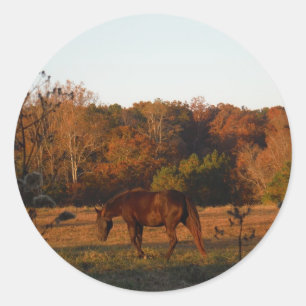 Rood bruin paard, herfst bossen. ronde sticker