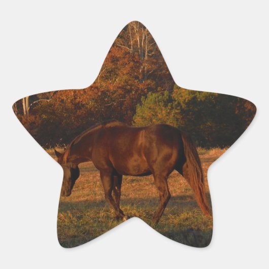 Rood bruin paard, herfst bossen. ster sticker (Voorkant)