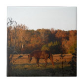 Rood bruin paard, herfst bossen. tegeltje (Voorkant)