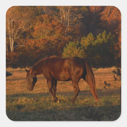 Rood bruin paard, herfst bossen. vierkante sticker (Voorkant)