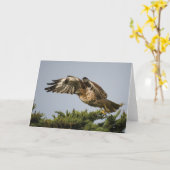 Rood-de steel verwijderde van Havik Kaart (Gele Bloem)