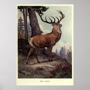  rood deer schilderen (1909) poster