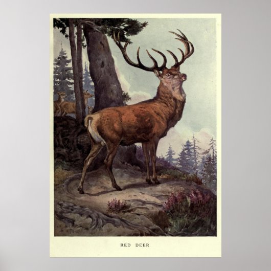  rood deer schilderen (1909) poster (Voorkant)
