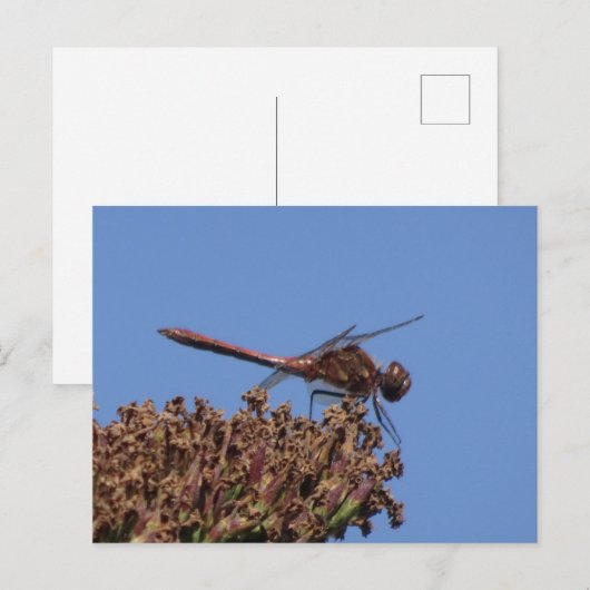 Rood Dragonfly DIY Briefkaart (Voorkant / Achterkant)