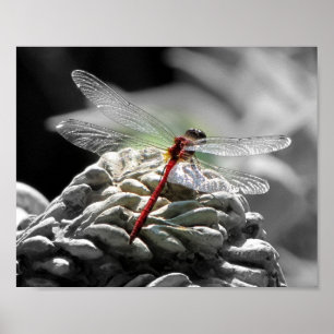 Rood dragonfly (Sympetrum vicinum) Poster