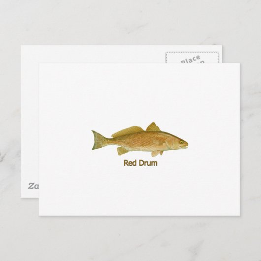 Rood drum (titel) briefkaart (Voorkant / Achterkant)