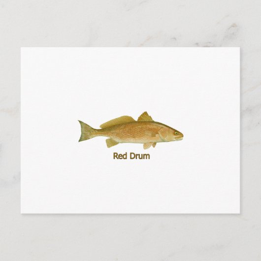 Rood drum (titel) briefkaart (Voorkant)
