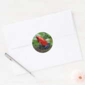 Rood- en blauw gifdekkikker ronde sticker (Envelop)