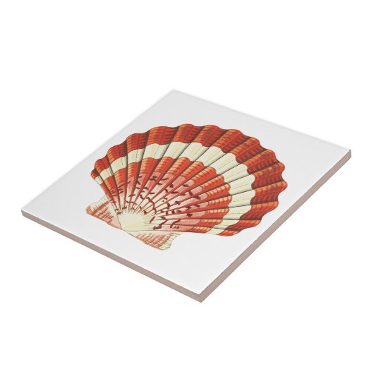 Rood en Bleek Geel Scallop schelp Acryl Tegeltje (Zijkant)