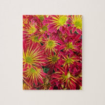 Rood en Geel Chrysanten Foto