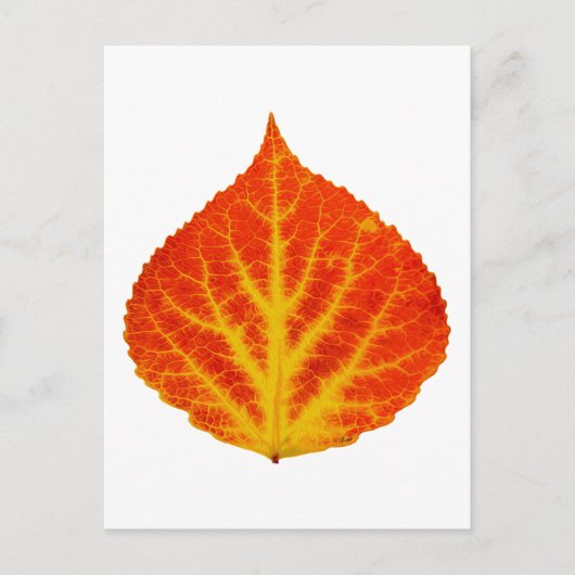 Rood en geel esperen Leaf #10 Briefkaart (Voorkant)