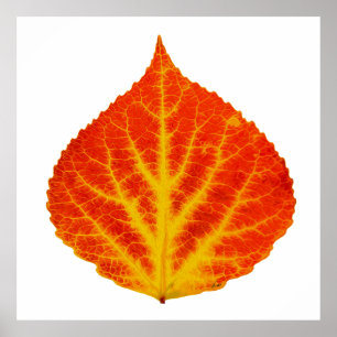 Rood en geel esperen Leaf #10 Poster