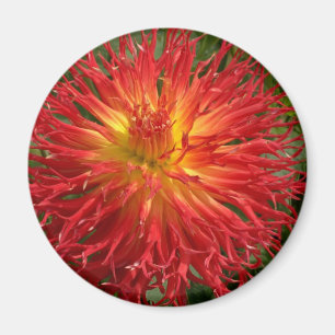 Rood en Geel Gek Dahlia Meerdere items Magneet