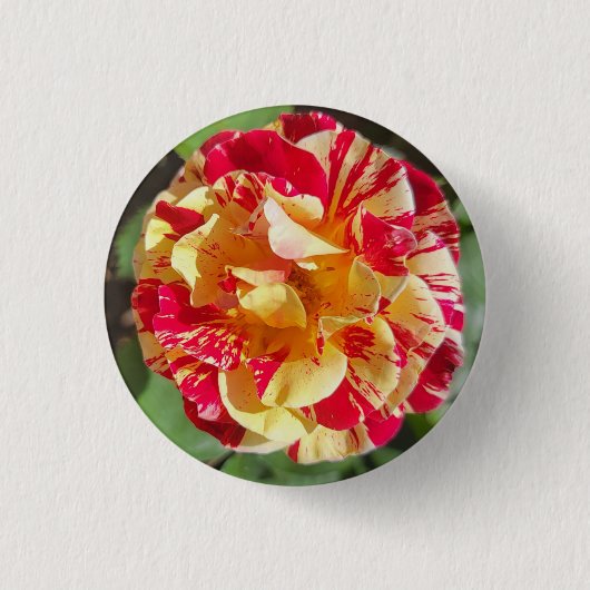 Rood en Geel Gevariëerd Rozen Button (Voorkant)
