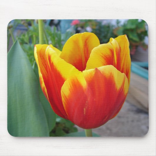 Rood en geel Tulp floral Garden Foto Muismat (Voorkant)