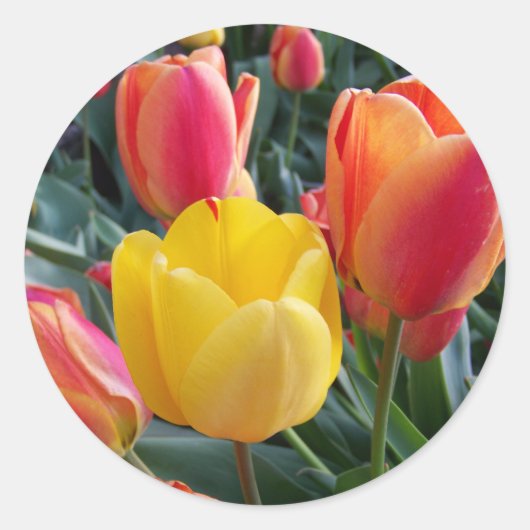 Rood en geel Tulpen Tuinfoto Ronde Sticker (Voorkant)