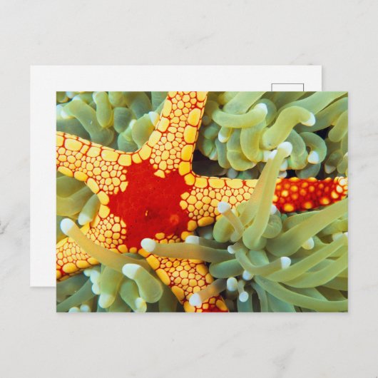 Rood en geel Zee Star Briefkaart (Voorkant / Achterkant)
