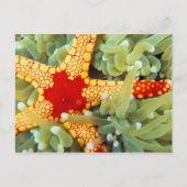 Rood en geel Zee Star Briefkaart (Voorkant)