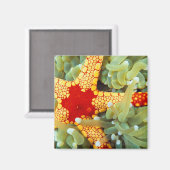 Rood en geel Zee Star Magneet (Voorkant / Achterkant)