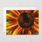 Rood en geel Zonnebloem Briefkaart (Voorkant / Achterkant)