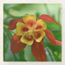 Rood- en gele bicolorColumbinebloemen