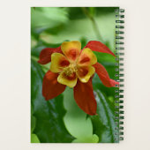 Rood- en gele bicolorColumbinebloemen Notitieboek (Achterkant)