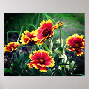 Rood- en gele gaillardia-blaasbloem poster