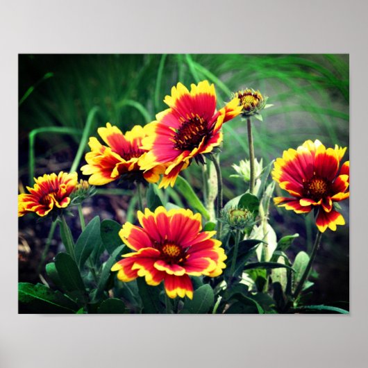 Rood- en gele gaillardia-blaasbloem poster (Voorkant)
