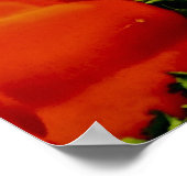 Rood- en gele galbultrupers poster (Hoek)
