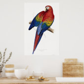 Rood- en Gele Maccaw Poster (Keuken)