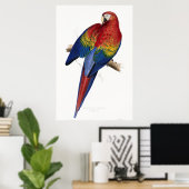 Rood- en Gele Maccaw Poster (Thuiskantoor)