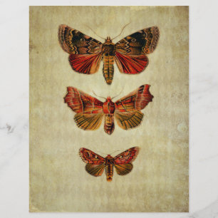 Rood- en gele-modenscrapbook Ephemera