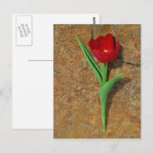 Rood- en gele Tulp Briefkaart (Voorkant / Achterkant)