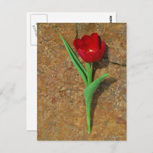 Rood- en gele Tulp Briefkaart (Voorkant / Achterkant)
