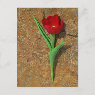 Rood- en gele Tulp Briefkaart