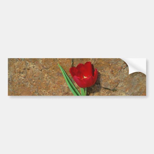 Rood- en gele Tulp Bumpersticker (Voorkant)