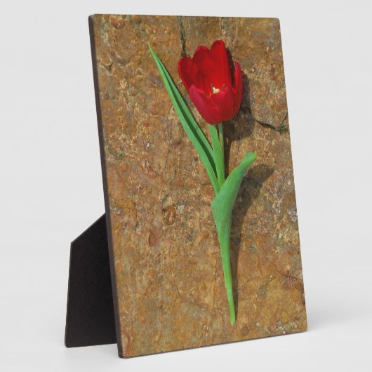 Rood- en gele Tulp Fotoplaat (Zijkant)